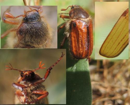 Amphimallon solstitiale